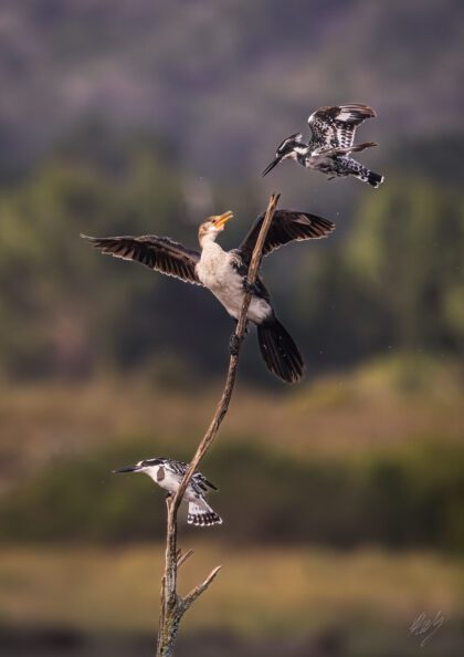 Get Off My Stick!