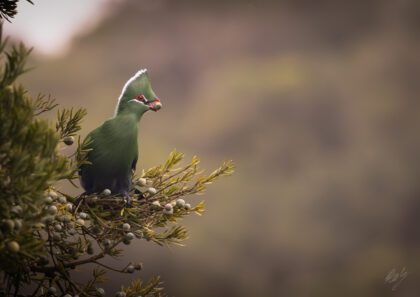 Turaco Lunch