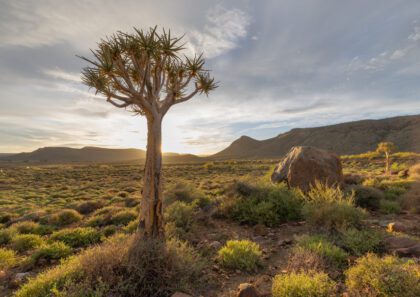 Desert Light