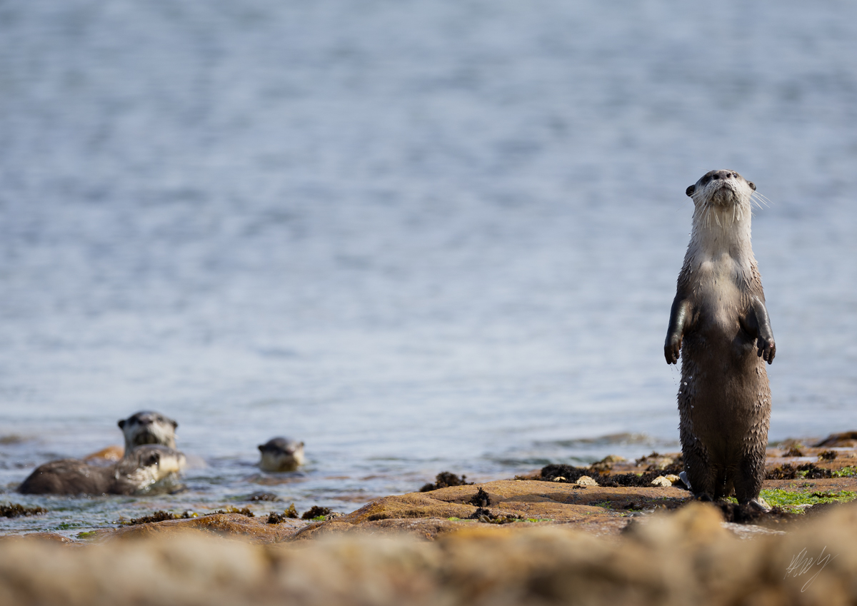 otters, konrad andrag photography, Wall Art & Decor, Calendars & Planners, cape town photographer, wildlife photographer, online shop, canvas printing, canvas and more, photography wall art, wildlife photography, animal photography, nature photography, printed pictures, framed pictures, western cape, south africa, national shipping