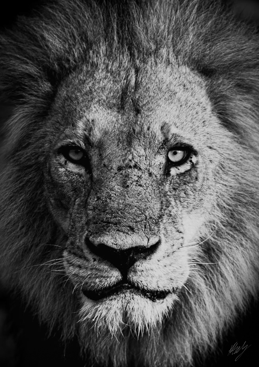 konrad andrag photography, Wall Art & Decor, Calendars & Planners, cape town photographer, wildlife photographer, online shop, canvas printing, canvas and more, photography wall art, wildlife photography, animal photography, nature photography, printed pictures, framed pictures, western cape, south africa, national shipping, lion, king of the jungle, african lion, monochrome pictures, b&w