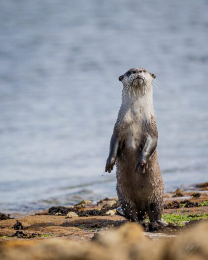 Otter Pose