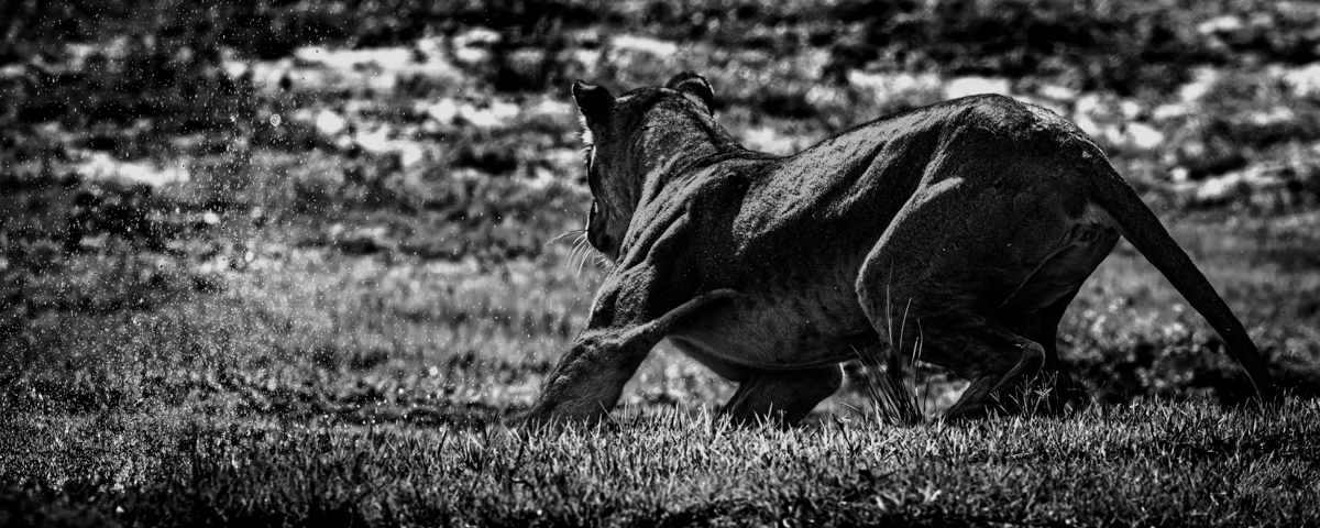 konrad andrag photography, Wall Art & Decor, Calendars & Planners, cape town photographer, wildlife photographer, online shop, canvas printing, canvas and more, photography wall art, wildlife photography, animal photography, nature photography, printed pictures, framed pictures, western cape, south africa, national shipping, lion, lioness, b&w, monochrome photography
