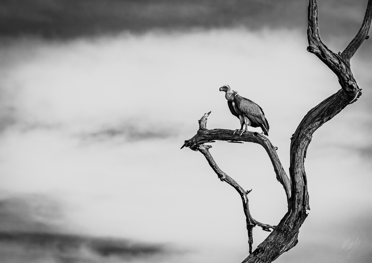 konrad andrag photography, Wall Art & Decor, Calendars & Planners, cape town photographer, wildlife photographer, online shop, canvas printing, canvas and more, photography wall art, wildlife photography, animal photography, nature photography, printed pictures, framed pictures, western cape, south africa, national shipping, black & white, monochrome pictures, eagle, vulture, b&w