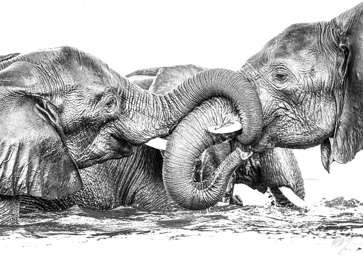konrad andrag photography, Wall Art & Decor, Calendars & Planners, cape town photographer, wildlife photographer, online shop, canvas printing, canvas and more, photography wall art, wildlife photography, animal photography, nature photography, printed pictures, framed pictures, western cape, south africa, national shipping, b&w, elephants, animal family, unity, african elephants