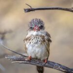 cape town photographer, konrad andrag photography, sa photographers, online pictures, print shop, photo orders, custom sized prints, national photography