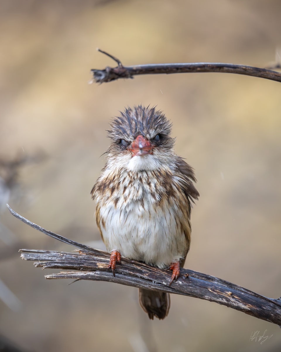 cape town photographer, konrad andrag photography, sa photographers, online pictures, print shop, photo orders, custom sized prints, national photography