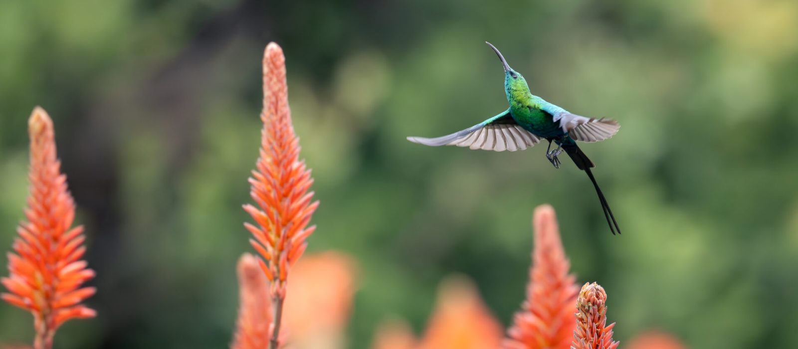 sunbird cover